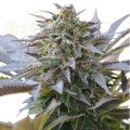 ROYAL QUEEN SEEDS - Blue Mystic®