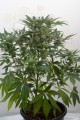 DINAFEM - Dinamex Auto