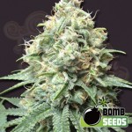 BOMB SEEDS - Kush Bomb