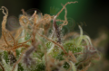 DINAFEM - Dinamed CBD