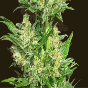 BIOHAZARD SEEDS - Auto Chingon