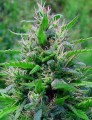 BubbleGum Auto