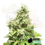 BOMB SEEDS - Medi Bomb 1