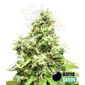BOMB SEEDS - Medi Bomb 1
