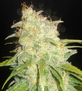 DELICOUS SEEDS - Critical Yumbolt