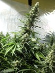 White Russian