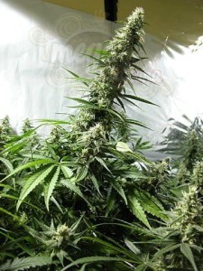 White Russian