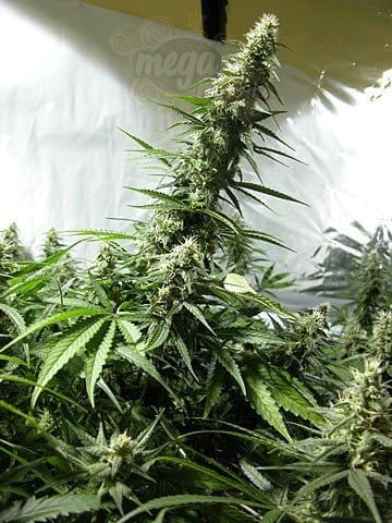 White Russian