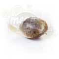 ROYAL QUEEN SEEDS - Fruit Spirit®