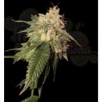 RESERVA PRIVADA - Og Kush