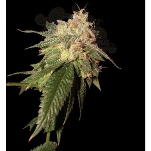 RESERVA PRIVADA - Og Kush