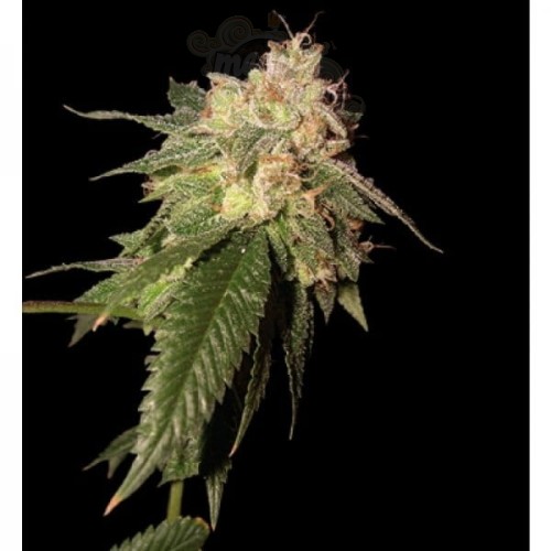 RESERVA PRIVADA - Og Kush