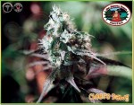 BIG BUDDHA SEEDS - Cheese Dawg