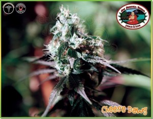 BIG BUDDHA SEEDS - Cheese Dawg