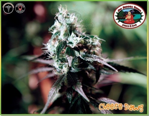 BIG BUDDHA SEEDS - Cheese Dawg