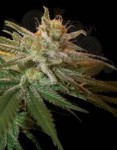 DNA GENETICS - Kushberry