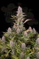 DINAFEM - Amnesia Kush