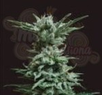 KALASHNIKOV SEEDS - AK Skunk