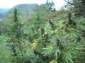 DUTCH PASSION - Shaman®
