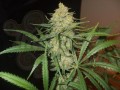 FEMALE SEEDS - Auto Bubble