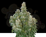 Big Bud Auto