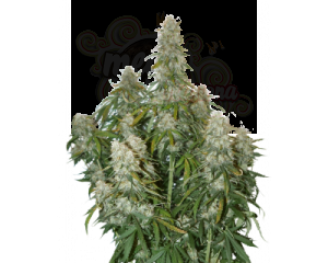 Big Bud Auto