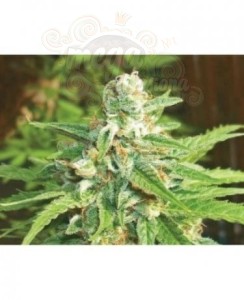 BIOHAZARD SEEDS - Auto Kratos