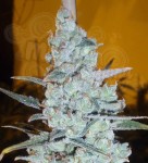 DELICOUS SEEDS - Critical Jack Herer