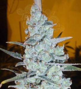 DELICOUS SEEDS - Critical Jack Herer