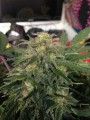 FASTBUDS - Green Crack Auto