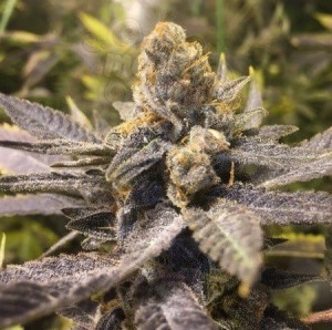 CBD Seeds - Orange Big Bud