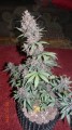 FASTBUDS - C4  Auto