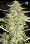 BULK SEED BANK - Auto Loveryder