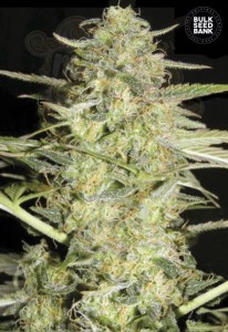 BULK SEED BANK - Auto Loveryder