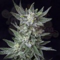 BubbleGum Auto