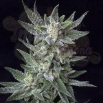 BubbleGum Auto