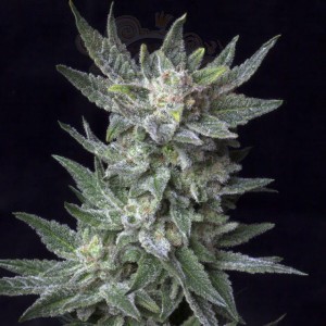 BubbleGum Auto