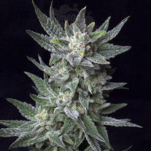 BubbleGum Auto