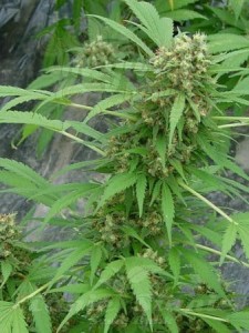 Early Skunk