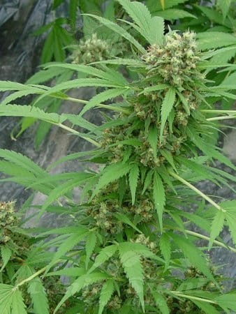 Early Skunk