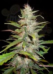 CBD Seeds - Auto Lavender