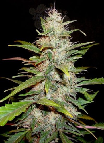 CBD Seeds - Auto Lavender