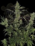 DNA GENETICS - 60 Day Lemon