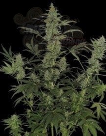 DNA GENETICS - 60 Day Lemon