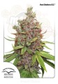 DUTCH PASSION - Auto Glueberry O.G.®