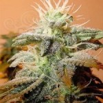 FEMALESEEDS - Indoor Mix