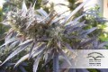 DUTCH PASSION - Blueberry®