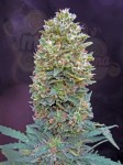 00 SEEDS BANK - Auto Bubble Gum