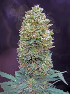 00 SEEDS BANK - Auto Bubble Gum