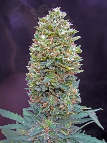00 SEEDS BANK - Auto Bubble Gum